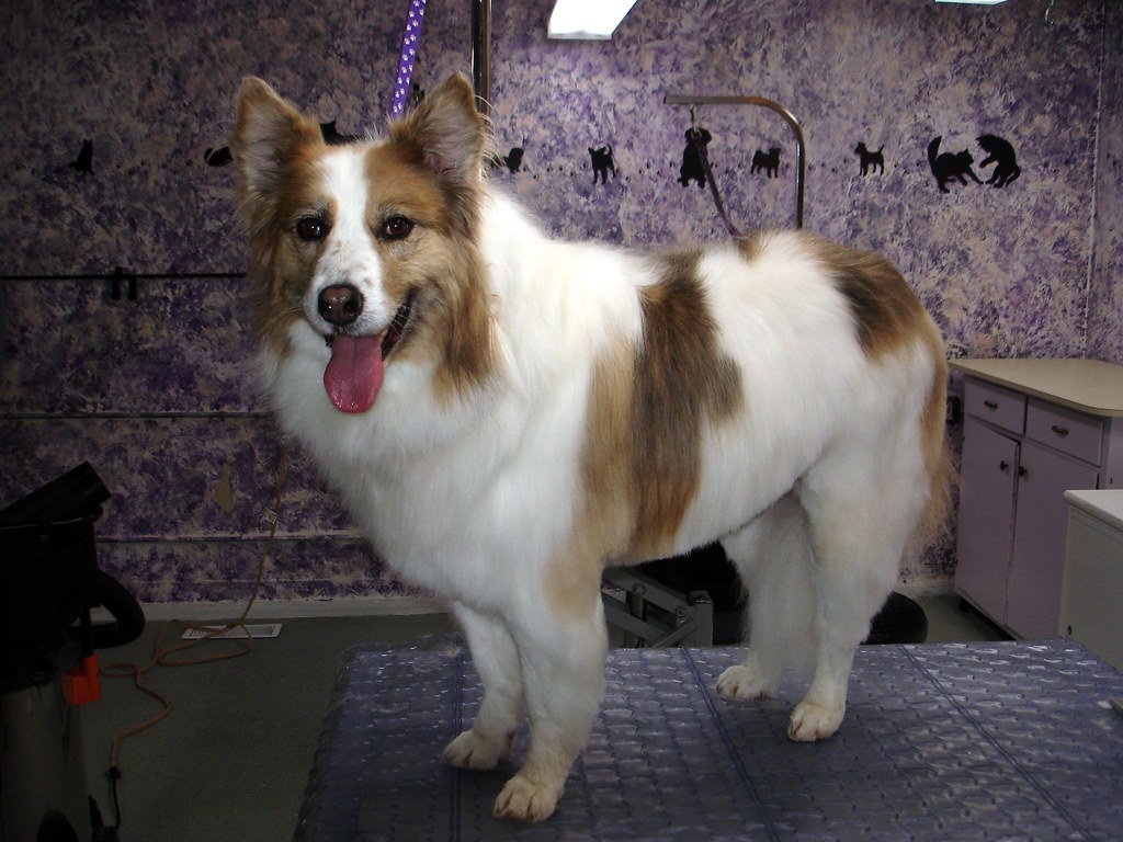 Gepflegter Hund nach dem Bad im Tiersalon Daily Animals in Köln