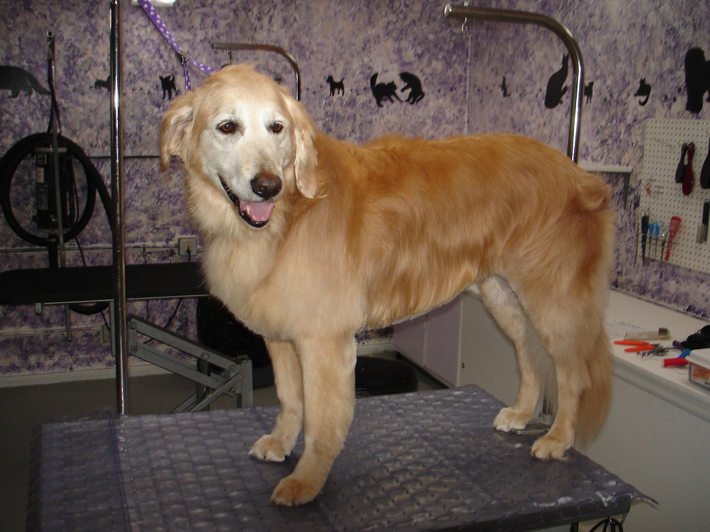 Pflegeplatz mit Scheren, Bürsten und mildem Shampoo bei Daily Animals